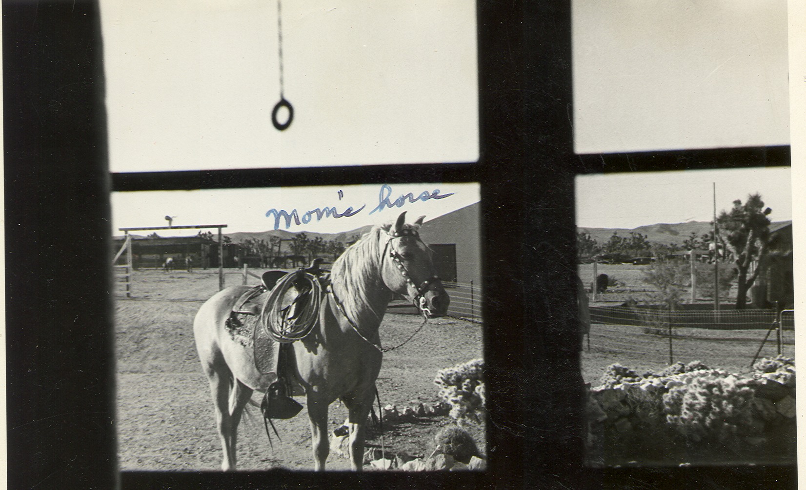 Clara Bow Bell's horse at Walking Box Ranch, Nevada: photographic print