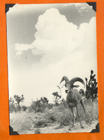 Billy, the pet bighorn sheep in the Mojave Desert: photographic print