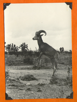 Billy, the pet bighorn sheep in the Mojave Desert: photographic print