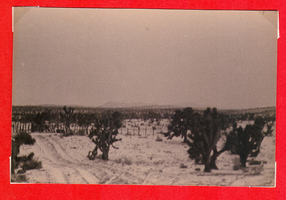Snow scene and Joshua trees near Walking Box Ranch, Nevada: photographic print