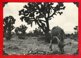 Billy, the pet Bighorn sheep in the Mojave Desert at Walking Box Ranch, Nevada: photographic print