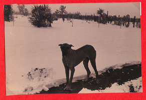 Rex Bell's dog Sheik in the snow at Walking Box Ranch, Nevada: photographic print