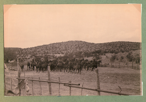 Herd of horses at Walking Box Ranch, Nevada: photographic print