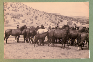 Herd of horses at Walking Box Ranch: photographic print