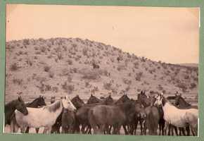 Herd of horses at Walking Box Ranch, Nevada: photographic print