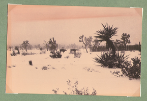 Animals and desert in the snow-part of the ranch: photographic print