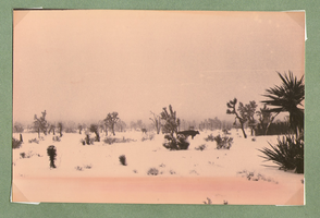 Snowy scene on the ranch-desert and animal: photographic print