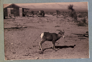 Goat on the ranch: photographic print