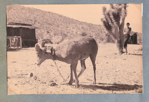 Goat at the ranch: photographic print