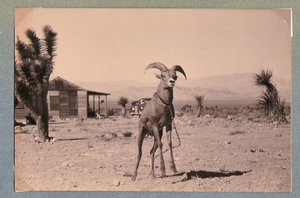 Goat on the ranch: photographic print