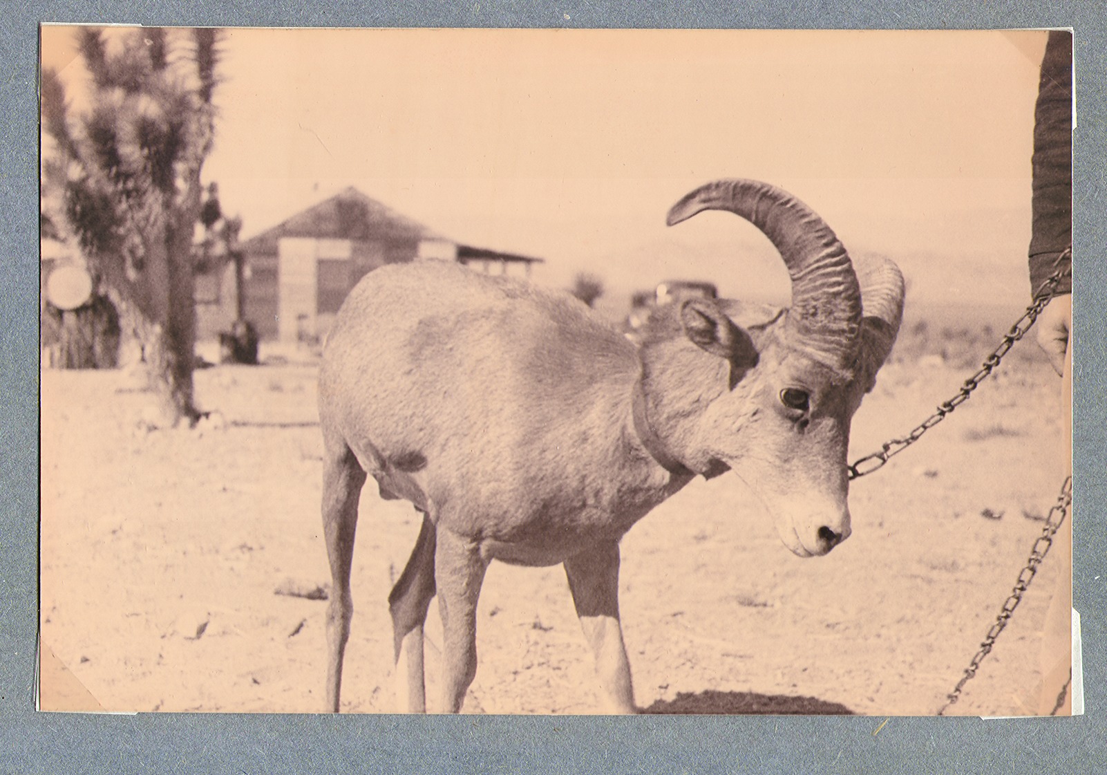 Close-up view of a goat at the ranch: photographic print