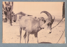 Close-up view of a goat at the ranch: photographic print