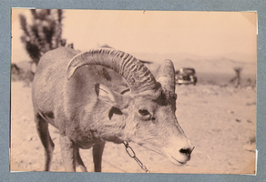 Close-up view of a goat: photographic print
