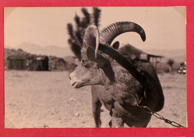 Close-up of goat on the ranch: photographic print