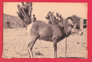 View of a goat on the ranch: photographic print