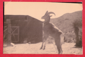 Another view of the goat: photographic print