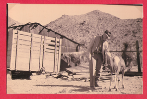 Man pictured petting goat on the ranch: photographic print