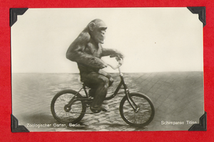 Chimpanzee riding a bicycle in Germany-postcard: photographic print