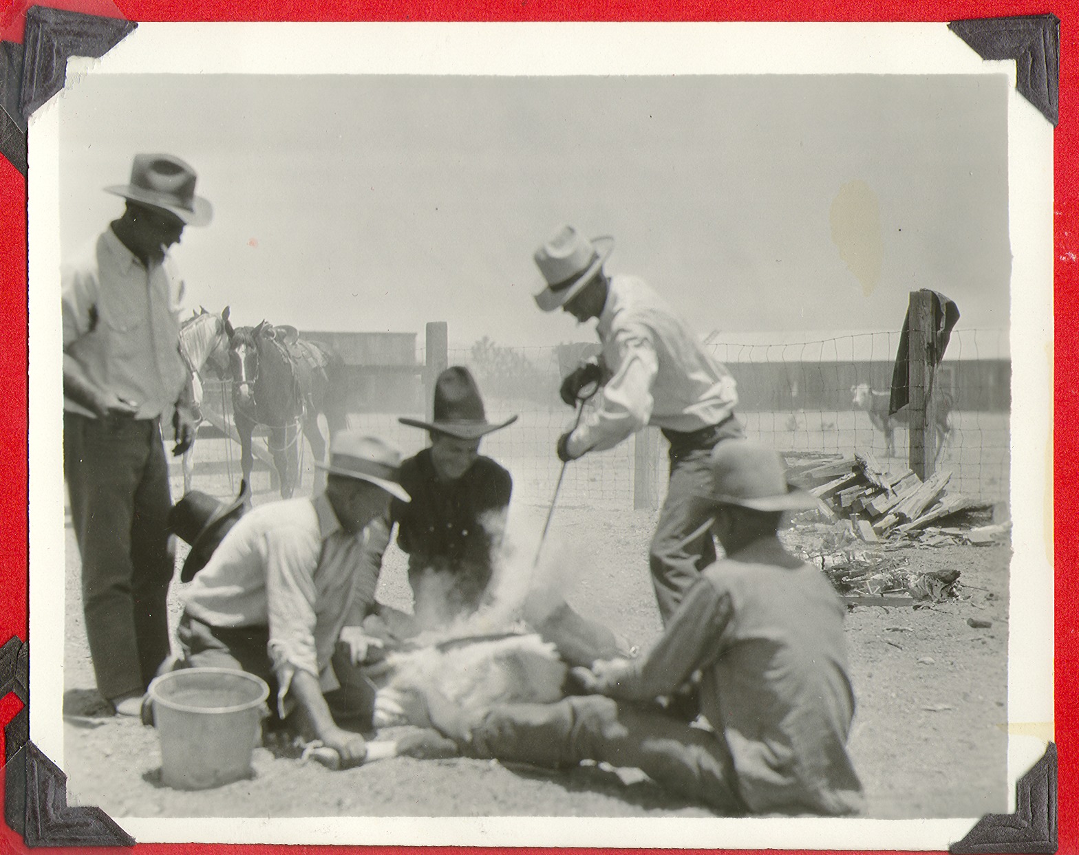 Cowboys branding an animal on the ranch at Walking Box Ranch, Nevada: photographic print