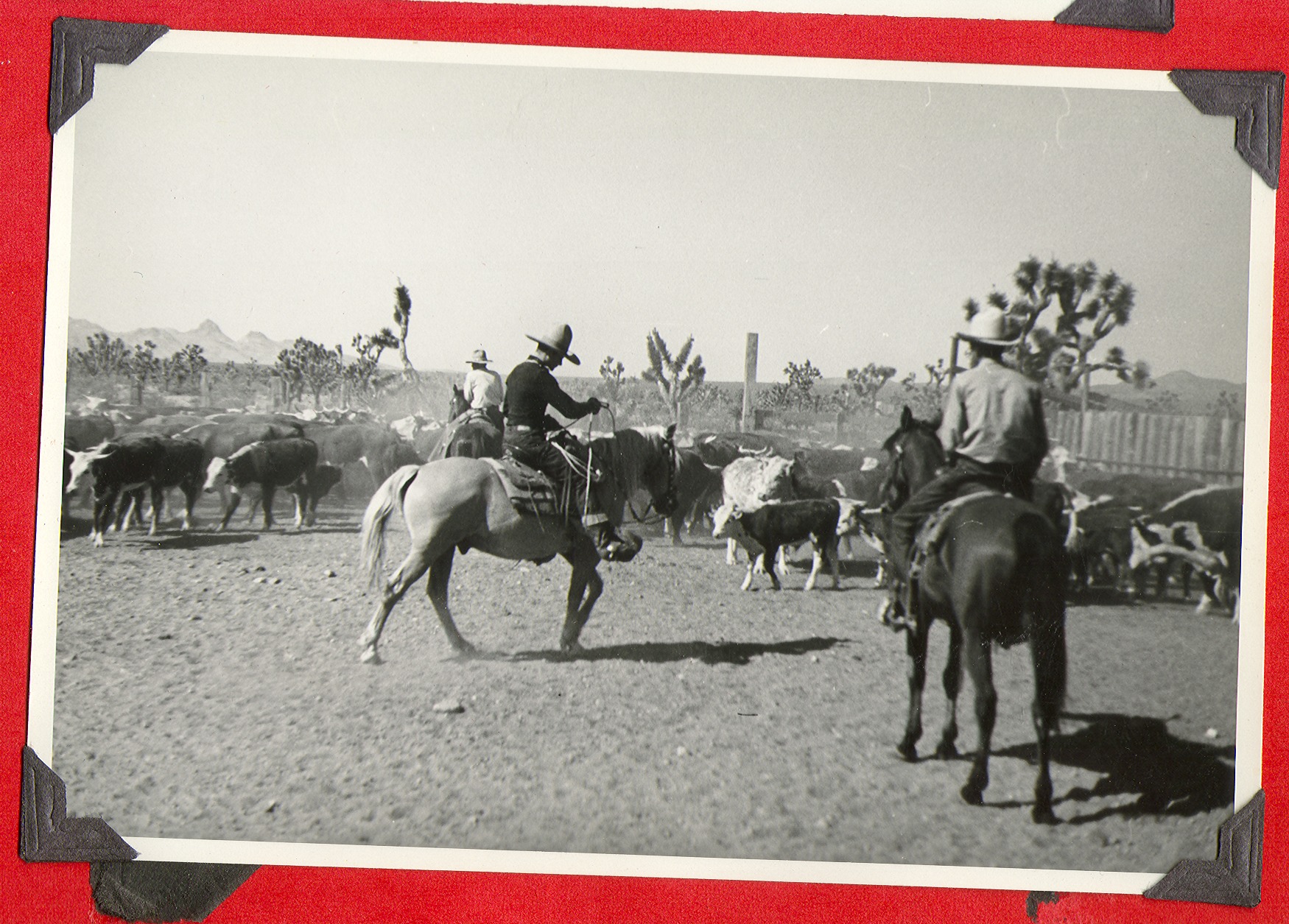 Cowboys herding cattle on the ranch at Walking Box Ranch, Nevada: photographic print