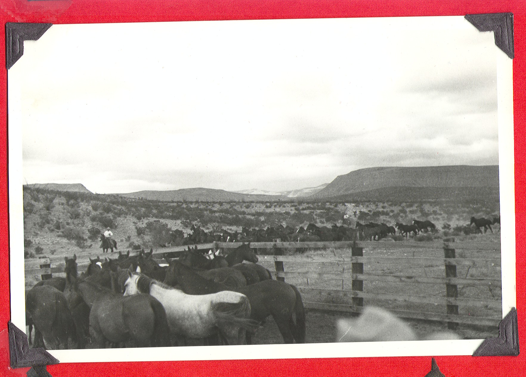 Horses on Walking Box Ranch, Nevada: photographic print