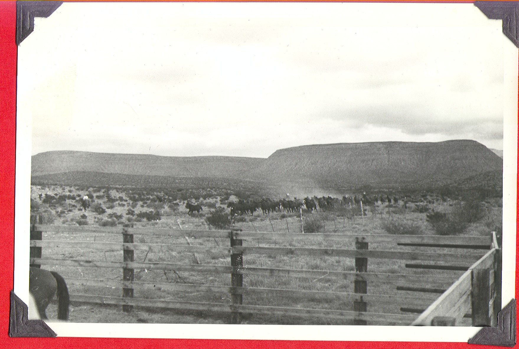 Horses on the ranch: photographic print