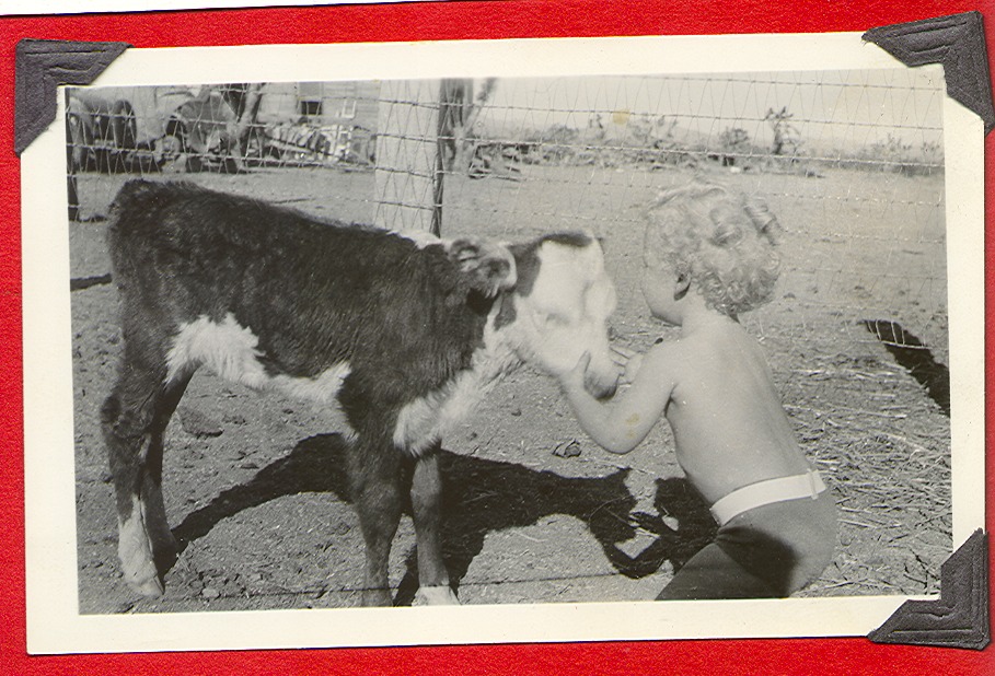 Rex Bell Jr. with a calf at Walking Box Ranch, Nevada: photographic print