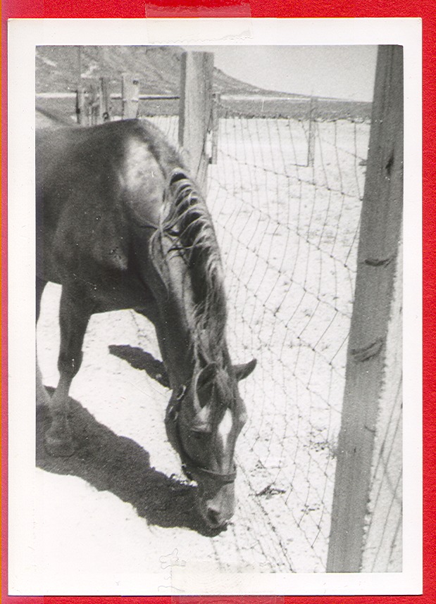 Clara Bow Bell's horse: photographic print