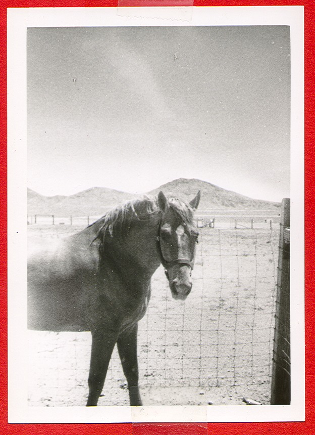 Another view of Clara Bow Bell's horse: photographic print