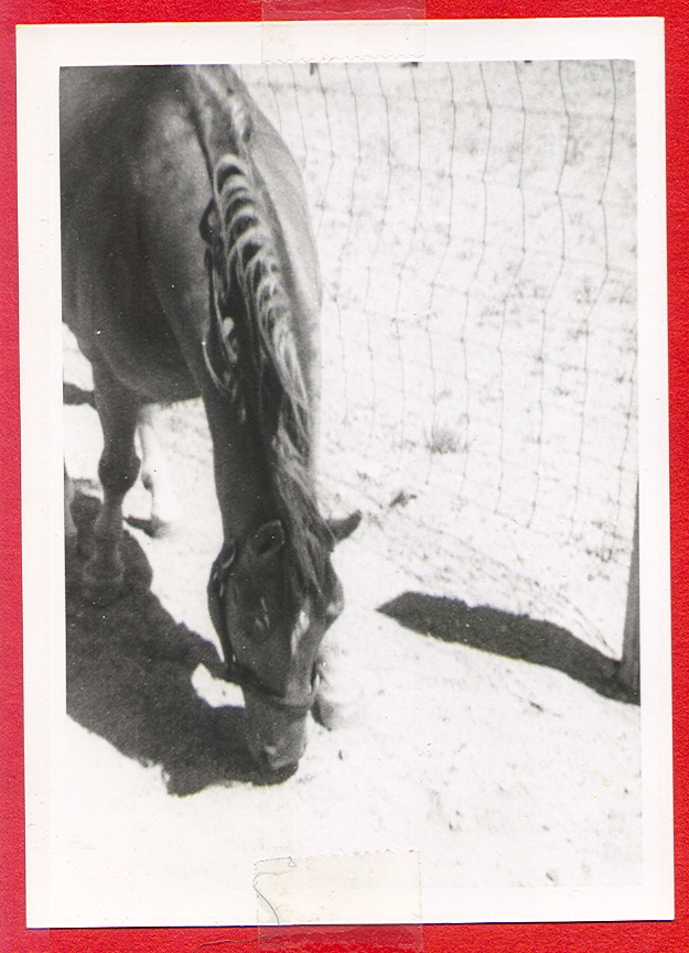 Clara Bow's horse on the ranch: photographic print