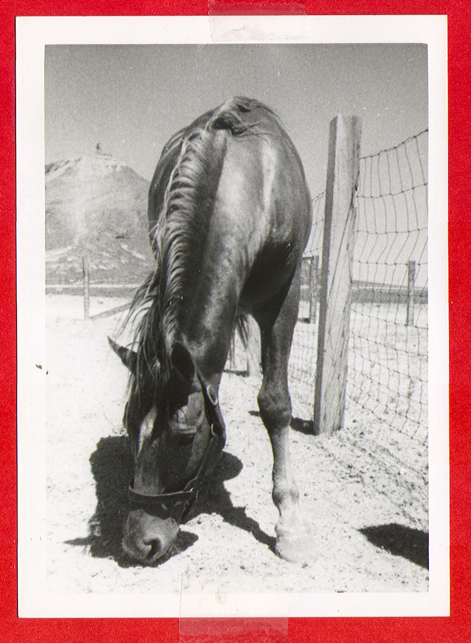 The same horse (Clara Bow's horse on the ranch): photographic print