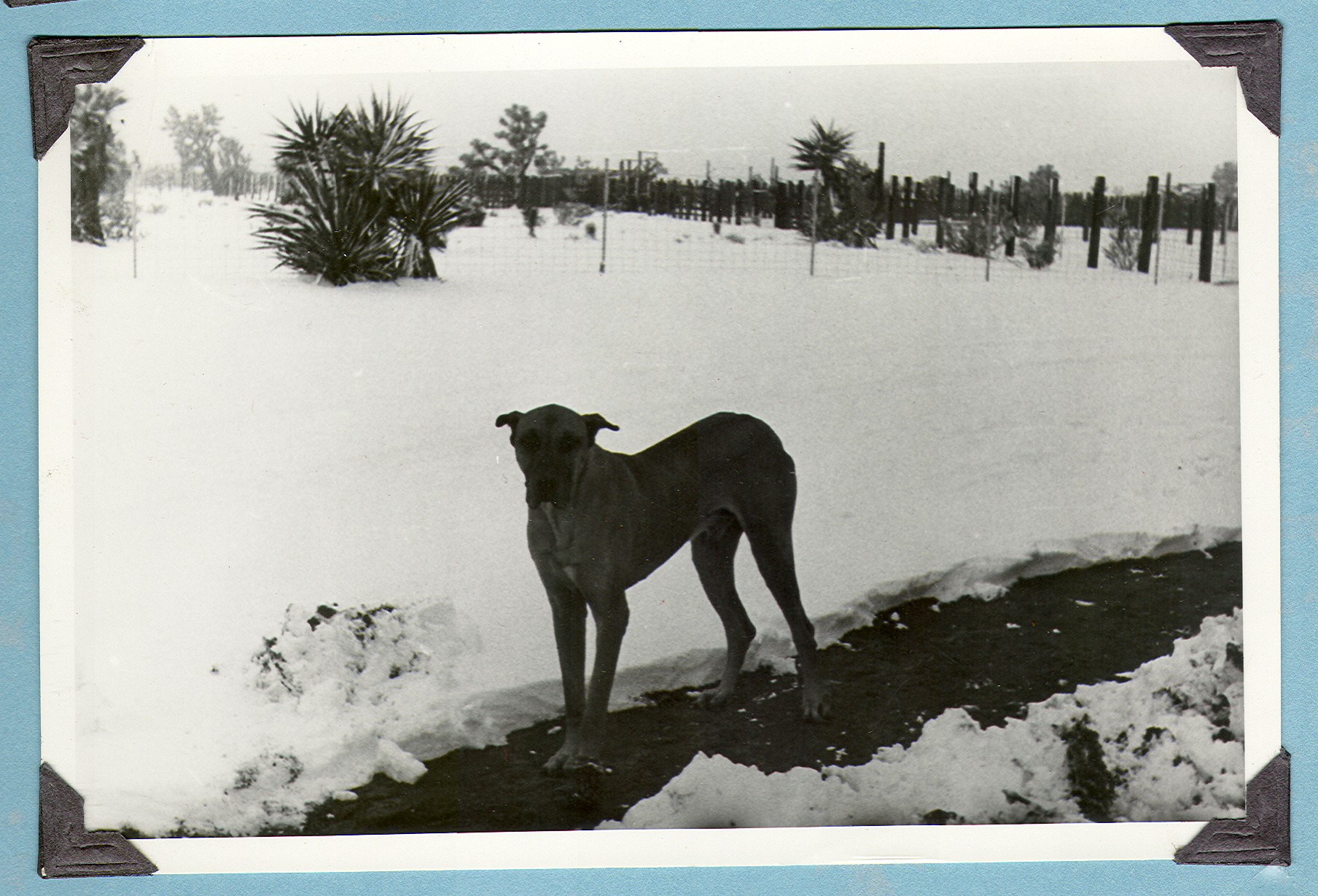 Dog (Sheik) in the snow: photographic print