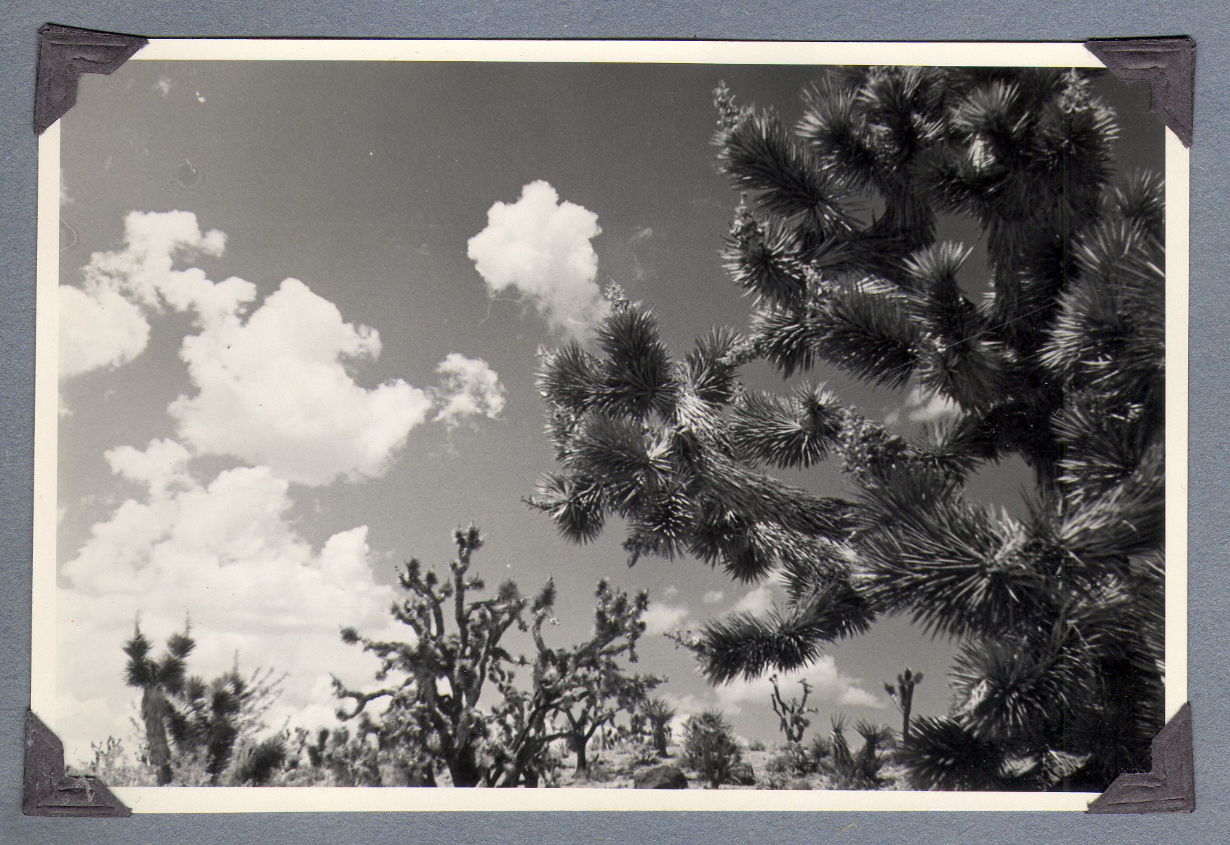 Joshua trees and clouds at the ranch: photographic print