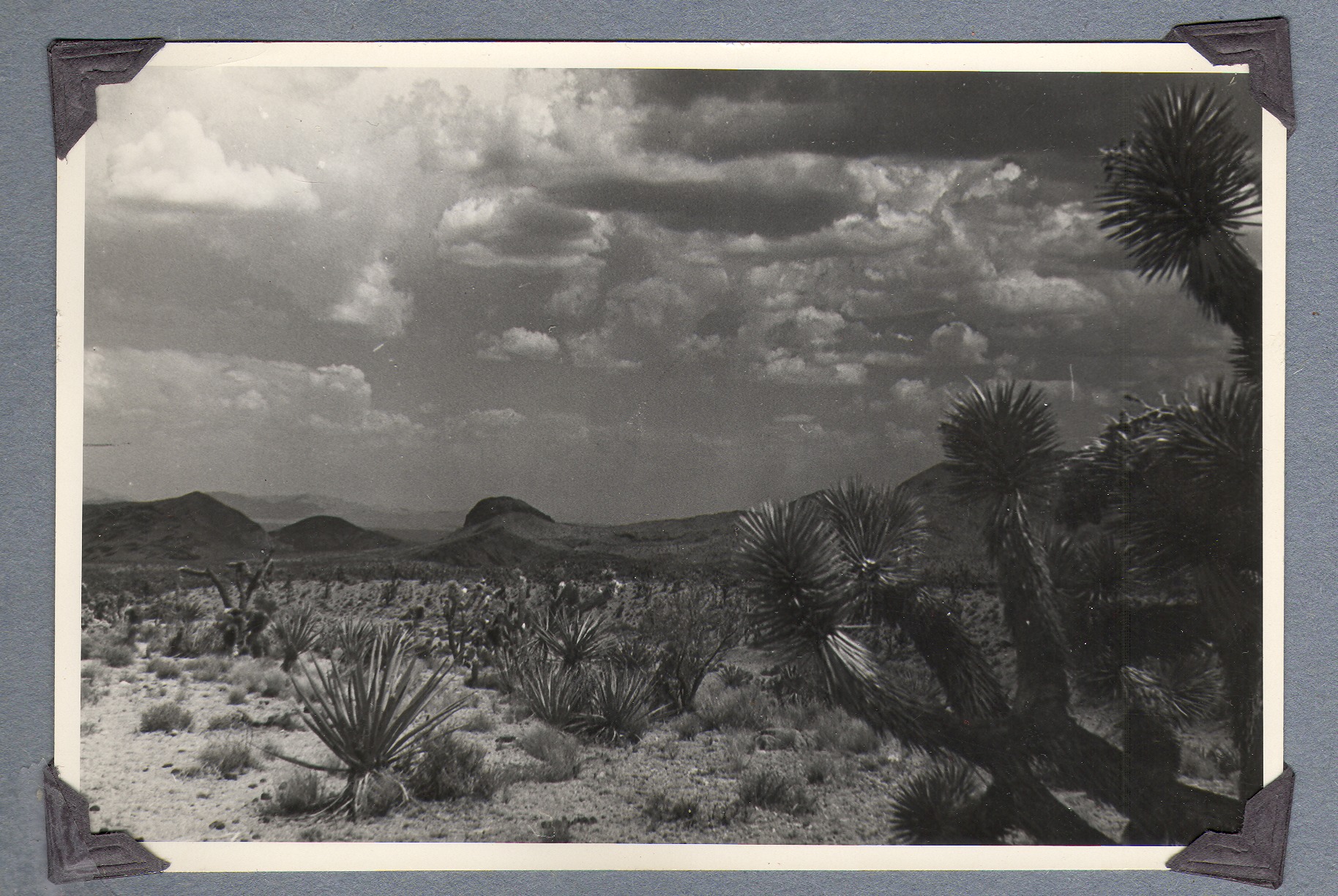 Desert scene, flora, on the ranch: photographic print