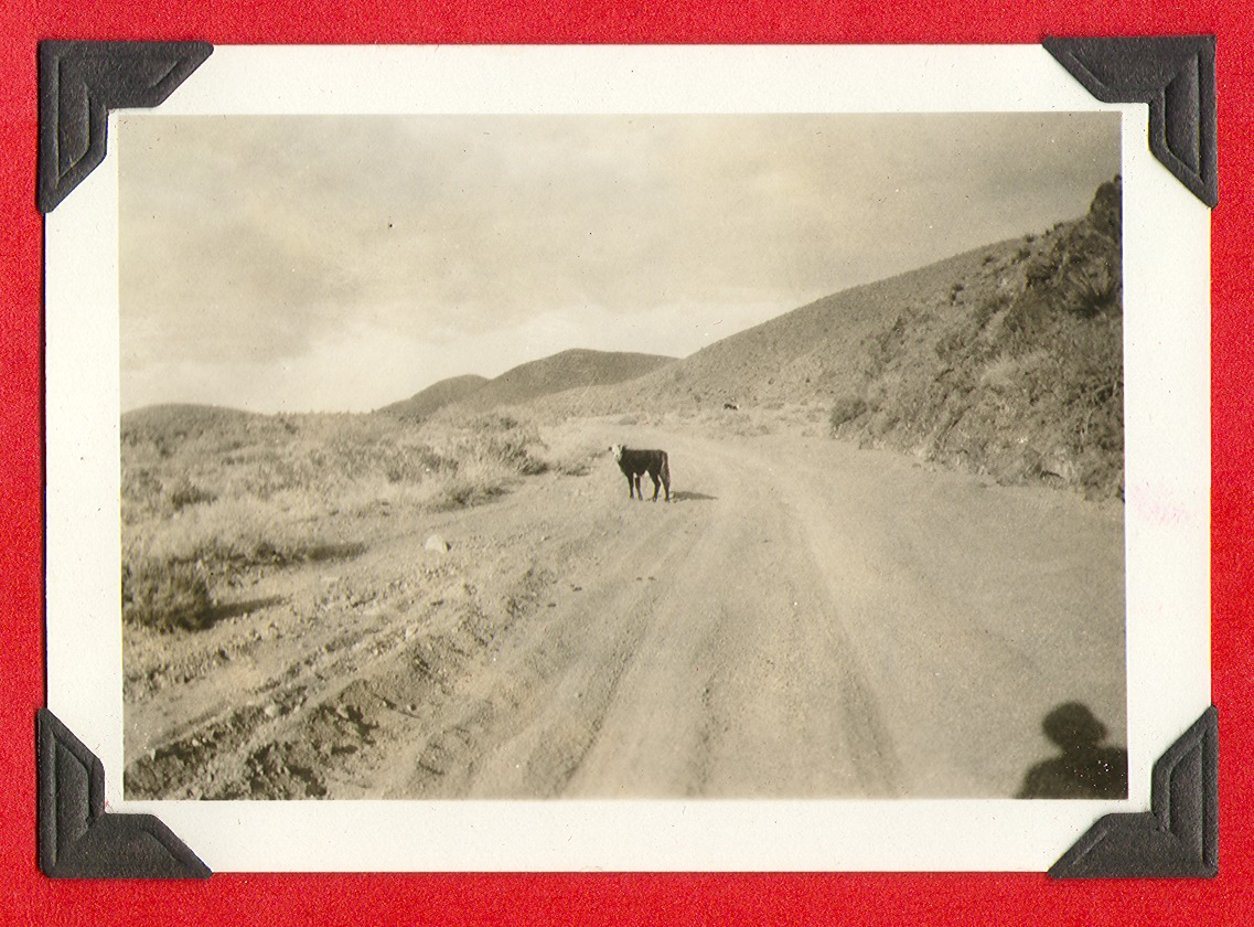 A cow on a road near or on the ranch: photographic print