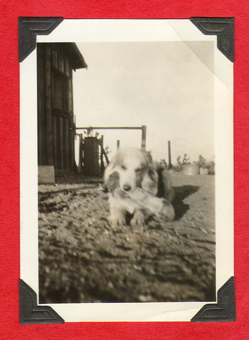 One of Clara's dogs at the ranch: photographic print