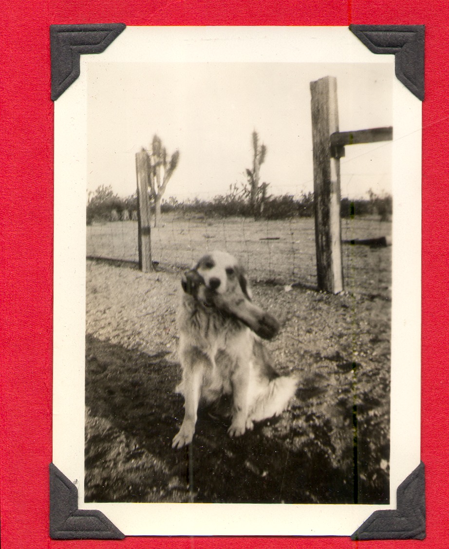 Clara's dog at the ranch: photographic print