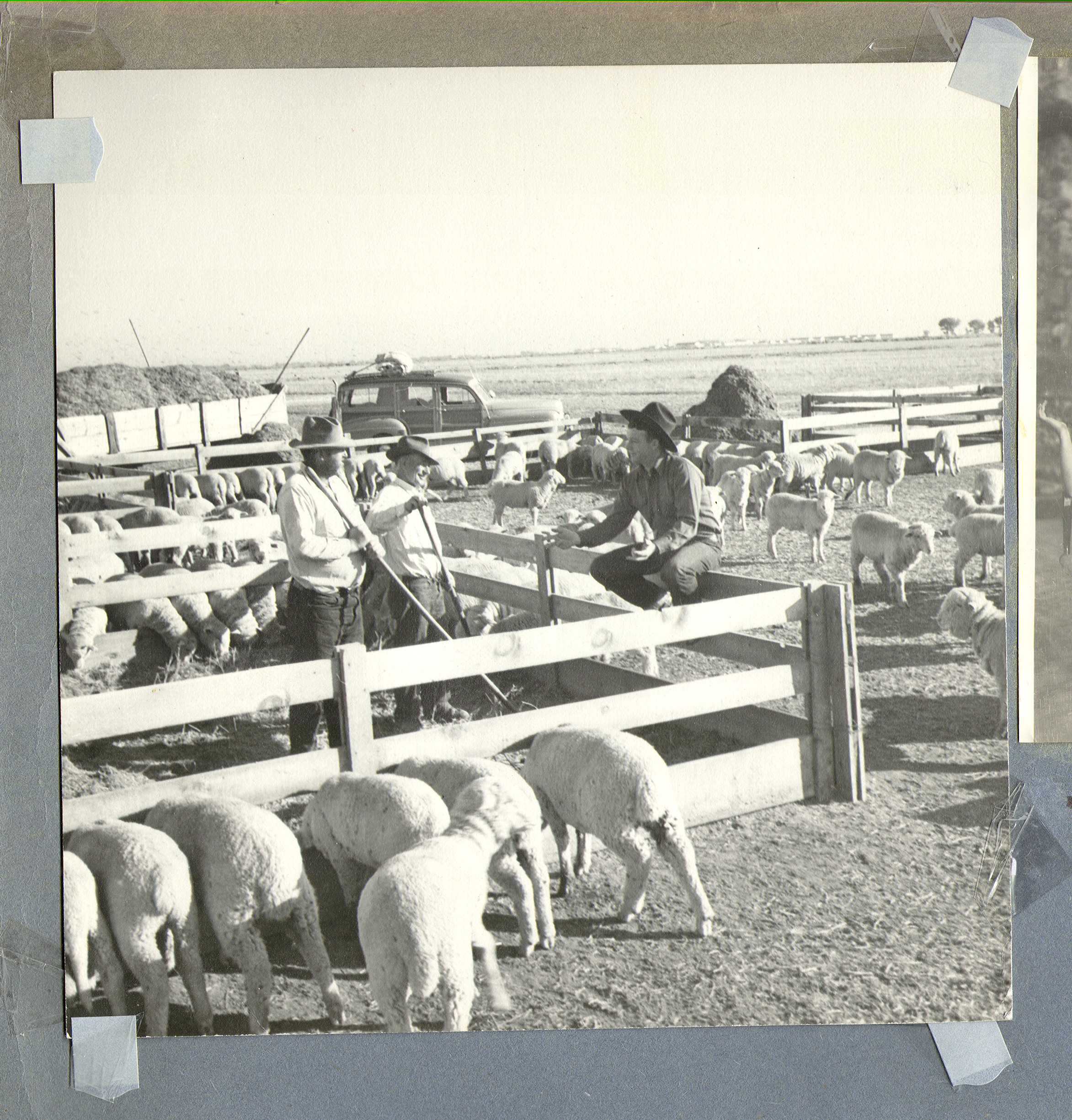 Rex Bell sitting on the fence. Two ranch hands also pictured along with sheep in the corral on the ran ch