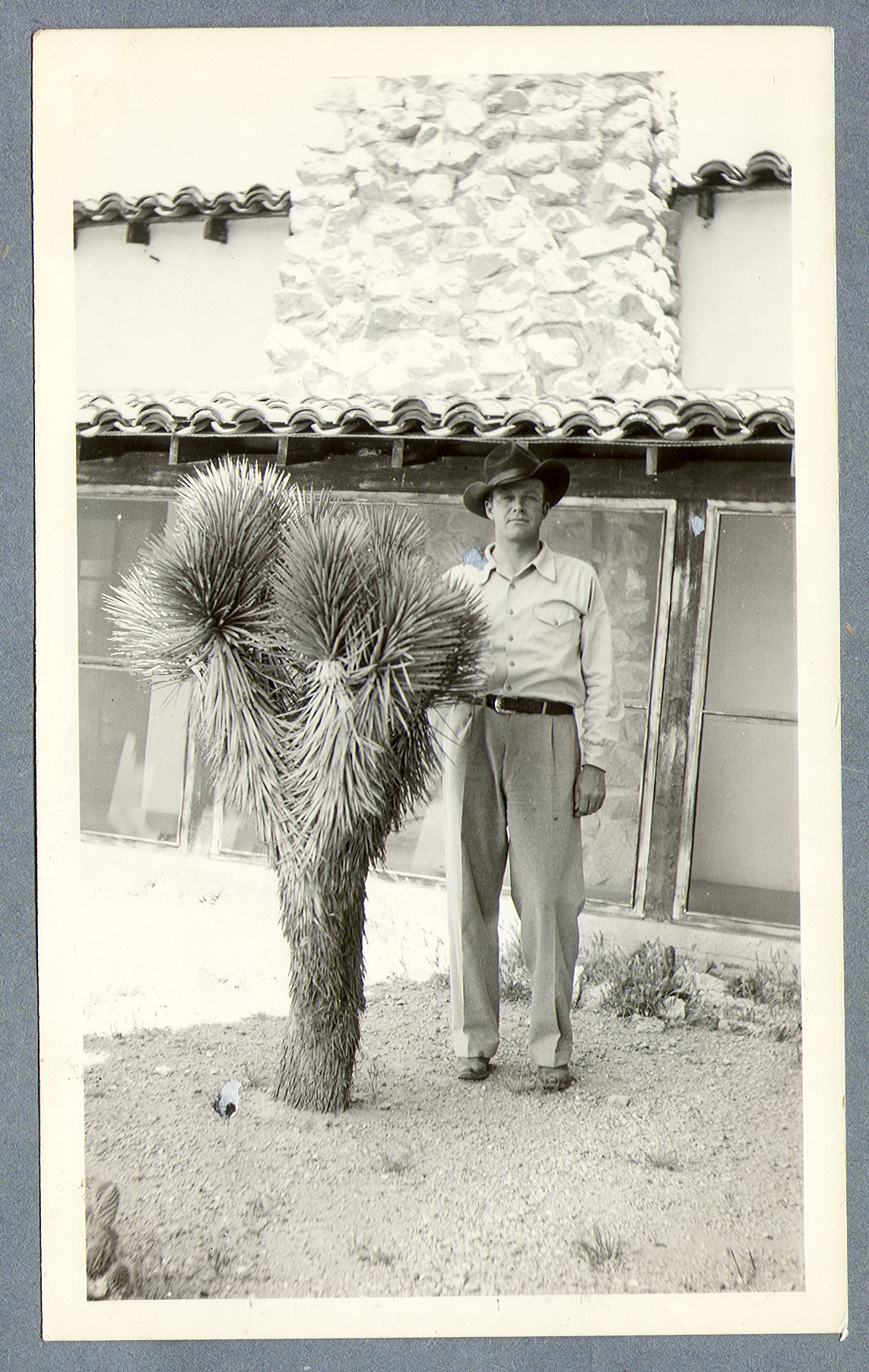 Rex Bell next to a Joshua tree at Walking Box Ranch, Nevada: photographic print