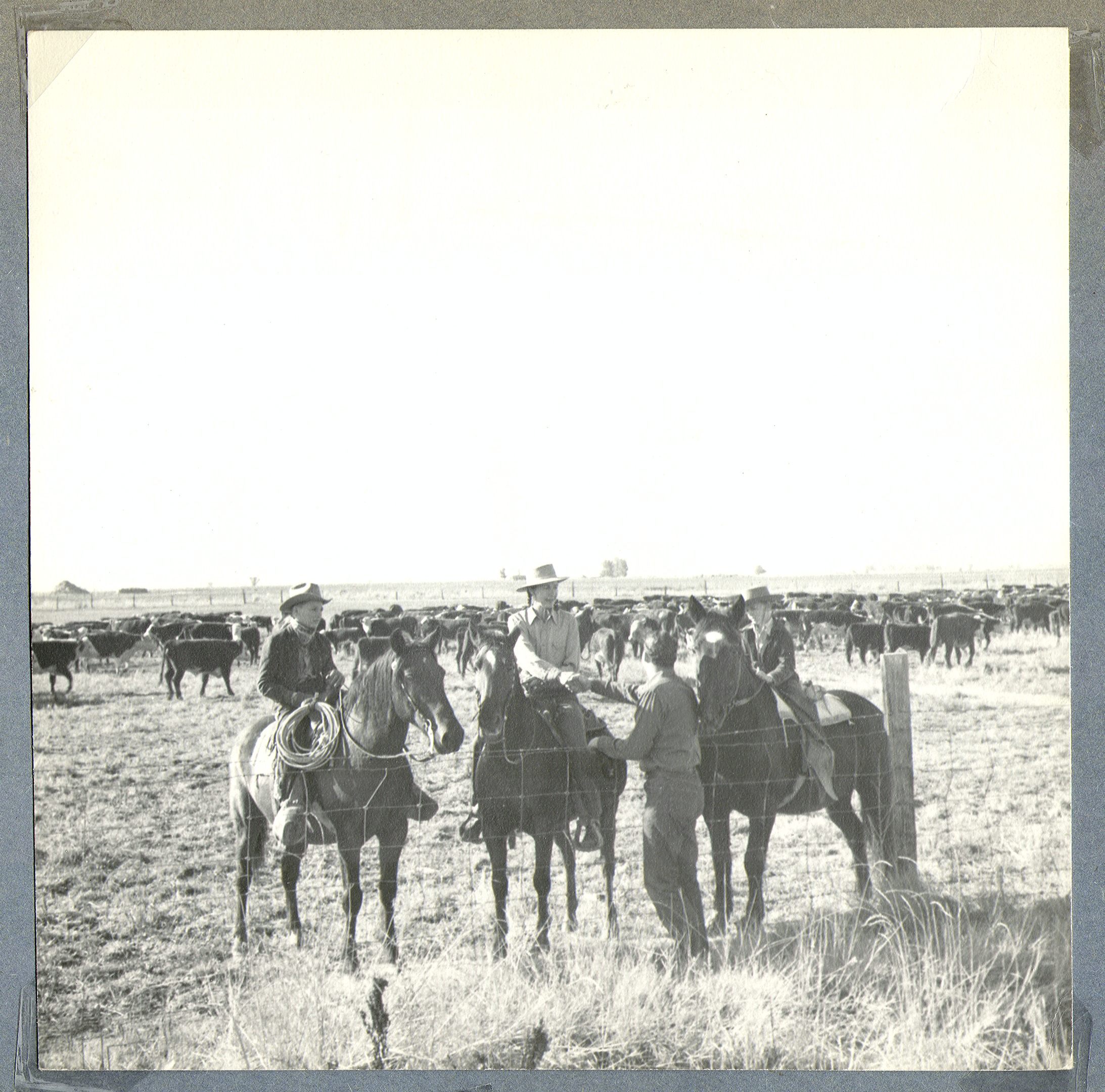 People on horseback, cattle in the background, on the ranch: photographic print