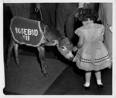 Girl with Rosebud the burro who is the official mascot of the Nevada delegation. Labeled on back of image:"Little girl has her dress chewed by Rosebud V1111.  Rosebud is the official mascot of the Nevada delegation."  Also stamped: This photograph released for publication. Permission granted for reproduction one time only.  Credit: Charles Puch.  Atlanta Journal - Constitutional photo