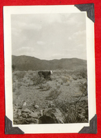Calf in the desert on Walking Box Ranch: photograph