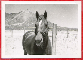 Clara Bow's horse: photograph