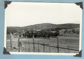Horses in a corral at Walking Box Ranch: photograph