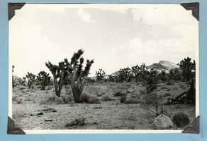 View of mountains in the distance and the desert with Joshua trees at Walking Box Ranch: photograph