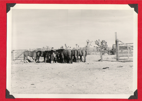 Rex Bell with horses in a corral at Walking Box Ranch: photograph
