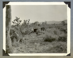 Cow grazing in the desert on Walking Box Ranch property: photograph