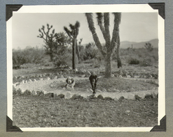 Two dogs in the rock garden on the side of the Walking Box Ranch house: photograph