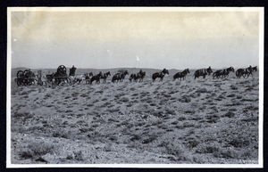 Photograph of mule teams hauling mining equipment, Goldfield (Nev.), early 1900s