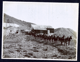 Photograph of teams harnessed at mine, Tonopah (Nev.), early 1900s